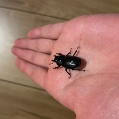 ミクラミヤマ　ペア（御蔵島産）　CBF5 クワガタ