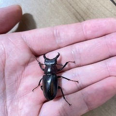 ミクラミヤマ　ペア（御蔵島産）　CBF5 クワガタ