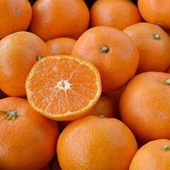 みかん柑橘類（いよかん）サイズや形さまざま