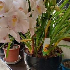 観葉植物シンビジウム大　紺色陶器鉢　ホワイトピンク　花・蕾約40