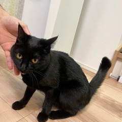 【里親さん決まりました】おとなしい1歳黒猫女の子🐈‍⬛