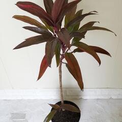 【💖Thankyou💖】90cm（赤より）ドラセナ🌿観葉植物