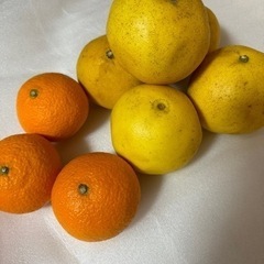 柑橘類　みかん　①