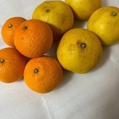 柑橘類　みかん　②