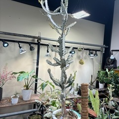 観葉植物 ユーフォルビア ホワイトゴースト 特大