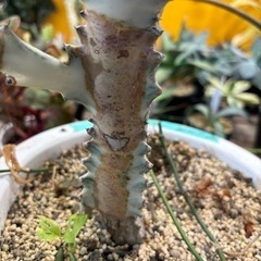 観葉植物 ユーフォルビア ホワイトゴースト 特大