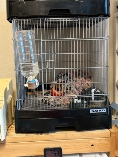 イージーホーム40 中古　ゲージ　ケージ　デグー　小動物