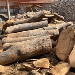 ケヤキの木　伐採木材