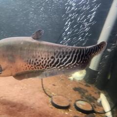 大型魚　短期間取引特別価格‼️