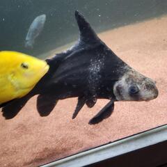 大型魚　短期間取引特別価格‼️