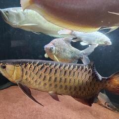 大型魚　短期間取引特別価格‼️