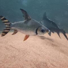 大型魚　短期間取引特別価格‼️