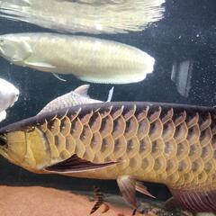 大型魚　短期間取引特別価格‼️