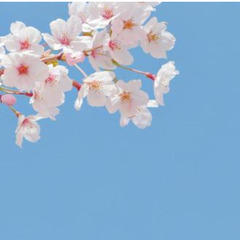 筑紫野付近の"桜"の見どころ教えてください