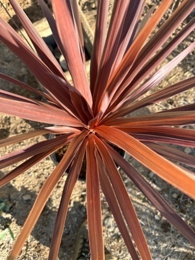 赤ドラセナ レッドスター コルジリネ 幹立 120cm 最高 赤ドラセナ