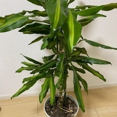 ドラセナ　観葉植物