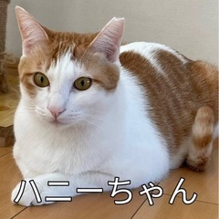 可愛い大人猫たち - 京都市