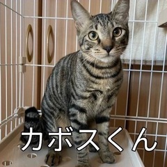 可愛い大人猫たち - 猫