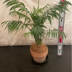 アレカヤシ　観葉植物　インテリア