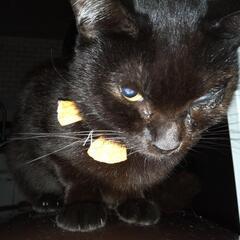肩に乗る甘えっ子の黒猫ちゃん　　 − 山口県