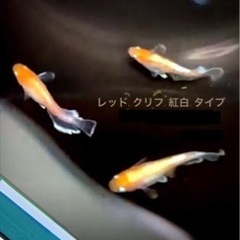 メダカ／レッドクリフ.紅白タイプ若魚.5匹+ α 1 =計6匹.