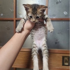 2ヶ月の子猫6匹