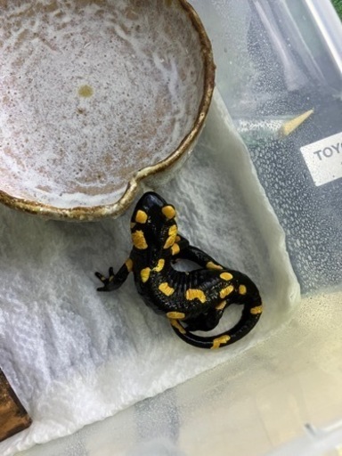 マダラファイアサラマンダー成体　2018CB 14センチ　人工飼料食べます。　3、4ヶ月分のエサ付き。