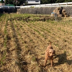 ゆっくりできるドッグラン（in 防府市） - ペット