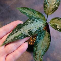 アグラオネマピクタム  from Aceh sumatra（輸入株）