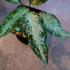 アグラオネマピクタム  from Aceh sumatra（輸入株）