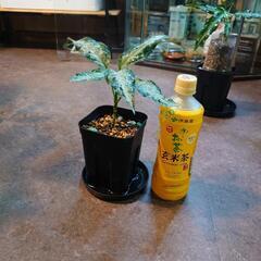 アグラオネマピクタム  from Aceh sumatra（輸入株）