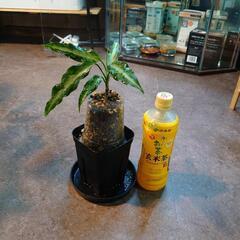 アグラオネマ ピクタム from Aceh sumatra（輸入株）