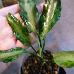 アグラオネマ ピクタム from Aceh sumatra（輸入株）