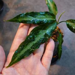 アグラオネマ ピクタム from Aceh sumatra（輸入株）