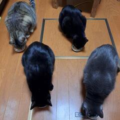 🐱保護猫ちゃんボランティアさん募集🐱 − 東京都