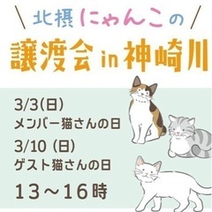 猫譲渡会３月３日in淀川区神崎川