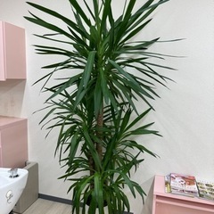 【3/7まで引取限定】観葉植物 ユッカ 高さ220cm