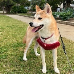 柴犬の里親募集中