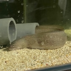 淡水ウツボ　生体　イエローフレークモレイ　30cm
