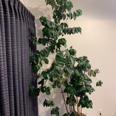 コーヒーの木 2m超え 観葉植物