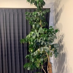 コーヒーの木 2m超え 観葉植物