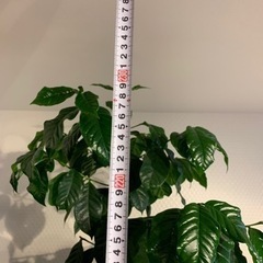 コーヒーの木 2m超え 観葉植物