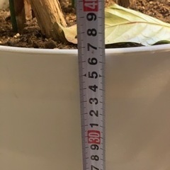 コーヒーの木　2m超え　観葉植物