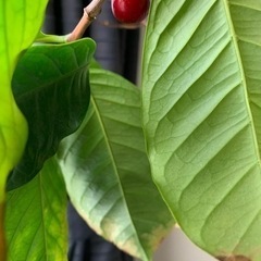 コーヒーの木 2m超え 観葉植物