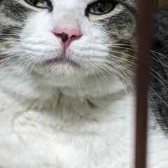 飼い主が他界し取り残されてしまった人懐こいキジ白の男の子(最高の...