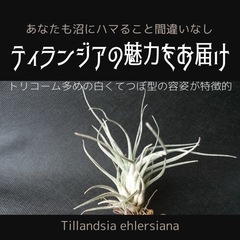 【決まりました】Tillandsia ehlersiana チラ...