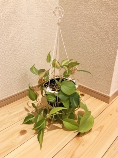 観葉植物　フィロデンドロン・ブラジル　120cm　5号の吊り下げ鉢付き