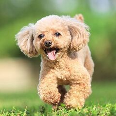 愛犬とお車、自分の好きなこと得意なこと仕事にしています!!