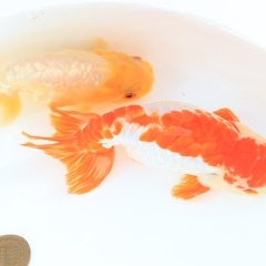 20匹1000円　ドラゴンスケールランチュウ　稚魚　2月10日生...