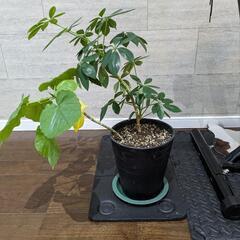 観葉植物差し上げます